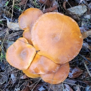 Gymnopilus sp. at Greenleigh, NSW - 7 May 2023