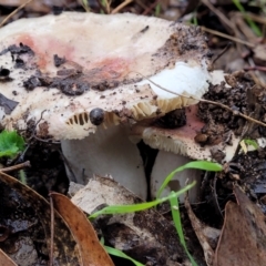 Russula sp. (genus) (Russula) at Greenleigh, NSW - 7 May 2023 by trevorpreston