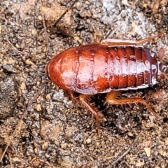 Platyzosteria similis at Greenleigh, NSW - 7 May 2023 by trevorpreston