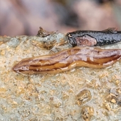 Anzoplana trilineata (A Flatworm) at Greenleigh, NSW - 7 May 2023 by trevorpreston