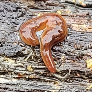 Fletchamia quinquelineata at Greenleigh, NSW - 7 May 2023