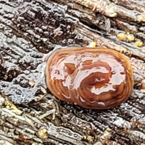 Fletchamia quinquelineata at Greenleigh, NSW - 7 May 2023