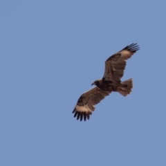 Hamirostra melanosternon (Black-breasted Buzzard) at Cunnamulla, QLD - 16 Aug 2017 by rawshorty