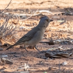 Oreoica gutturalis (Crested Bellbird) at Cunnamulla, QLD - 16 Aug 2017 by rawshorty