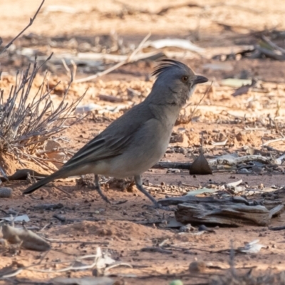 Oreoica gutturalis (Crested Bellbird) at Cunnamulla, QLD - 17 Aug 2017 by rawshorty