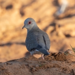 Geopelia cuneata (Diamond Dove) at Cunnamulla, QLD - 15 Aug 2017 by rawshorty