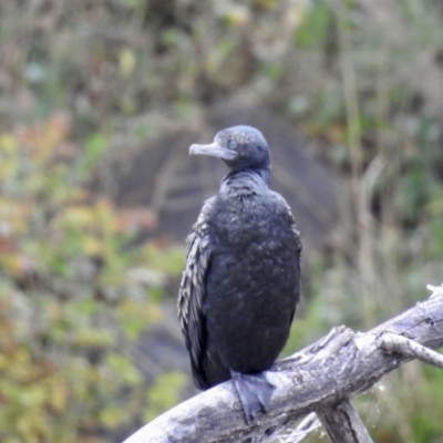 Phalacrocorax sulcirostris (Little Black Cormorant) at Queanbeyan River - 30 Apr 2023 by GlossyGal
