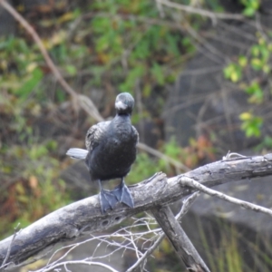 Phalacrocorax sulcirostris at Queanbeyan, NSW - 30 Apr 2023