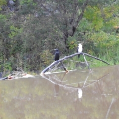 Phalacrocorax sulcirostris at Queanbeyan, NSW - 30 Apr 2023