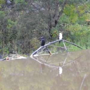 Phalacrocorax sulcirostris at Queanbeyan, NSW - 30 Apr 2023