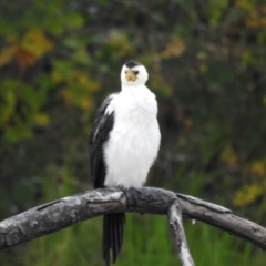 Microcarbo melanoleucos (Little Pied Cormorant) at Queanbeyan, NSW - 30 Apr 2023 by GlossyGal