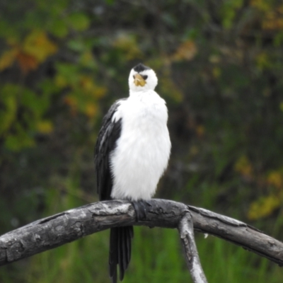 Microcarbo melanoleucos (Little Pied Cormorant) at Queanbeyan, NSW - 30 Apr 2023 by GlossyGal