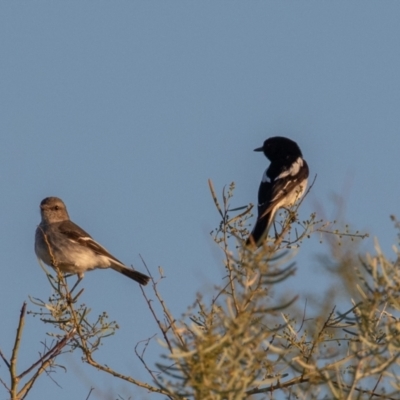 Melanodryas cucullata picata (Hooded Robin (Northern Inland Subspecies)) at Cunnamulla, QLD - 16 Aug 2017 by rawshorty