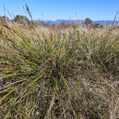 Lepidosperma laterale (Variable Sword Sedge) at The Pinnacle - 4 May 2023 by sangio7