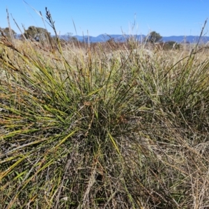 Lepidosperma laterale at Molonglo Valley, ACT - 4 May 2023 10:13 AM