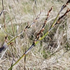 Lepidosperma laterale at Molonglo Valley, ACT - 4 May 2023