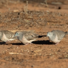 Geopelia placida (Peaceful Dove) at Cunnamulla, QLD - 14 Aug 2017 by rawshorty