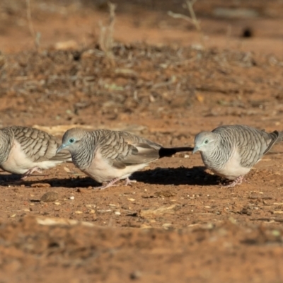 Geopelia placida (Peaceful Dove) at Cunnamulla, QLD - 14 Aug 2017 by rawshorty