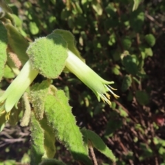 Correa reflexa var. reflexa (Common Correa, Native Fuchsia) at Bullen Range - 6 May 2023 by MatthewFrawley