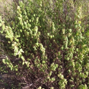 Correa reflexa var. reflexa at Paddys River, ACT - 6 May 2023