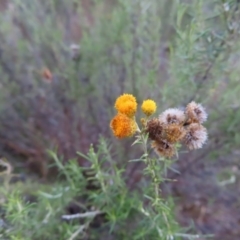 Chrysocephalum semipapposum (Clustered Everlasting) at Paddys River, ACT - 6 May 2023 by MatthewFrawley