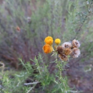 Chrysocephalum semipapposum at Paddys River, ACT - 6 May 2023