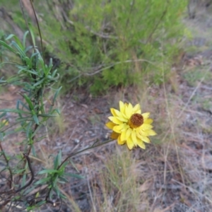 Xerochrysum viscosum at Paddys River, ACT - 6 May 2023