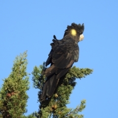 Zanda funerea (Yellow-tailed Black-Cockatoo) at Burradoo, NSW - 5 May 2023 by GlossyGal