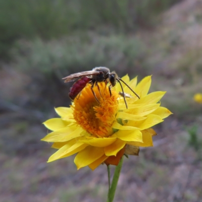 Lasioglossum (Parasphecodes) sp. (genus & subgenus) (Halictid bee) at Bullen Range - 6 May 2023 by MatthewFrawley