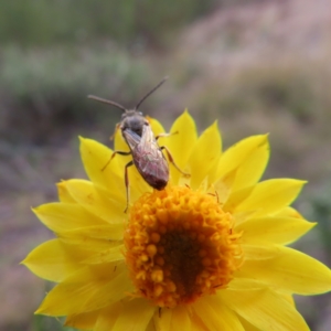 Lasioglossum (Parasphecodes) sp. (genus & subgenus) at Paddys River, ACT - 6 May 2023