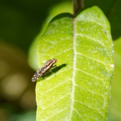 Lauxaniidae (family) (Unidentified lauxaniid fly) at Paddys River, ACT - 5 May 2023 by DPRees125