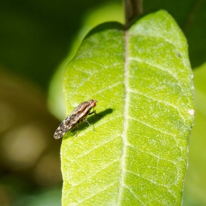 Lauxaniidae (family) at Paddys River, ACT - 5 May 2023 01:03 PM