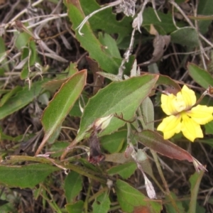 Goodenia hederacea at Molonglo Valley, ACT - 24 Mar 2023 01:57 PM