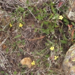 Goodenia hederacea at Molonglo Valley, ACT - 24 Mar 2023 01:57 PM