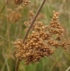 Juncus sp. (A Rush) at Molonglo Valley, ACT - 24 Mar 2023 by pinnaCLE