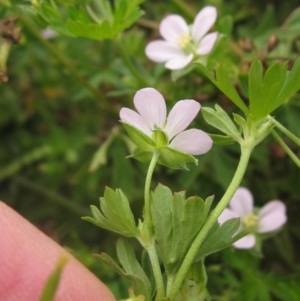 Geranium sp. Pleated sepals (D.E.Albrecht 4707) Vic. Herbarium at Molonglo Valley, ACT - 24 Mar 2023