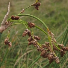Schoenoplectus tabernaemontani (River Club-rush) at Molonglo Valley, ACT - 24 Mar 2023 by pinnaCLE