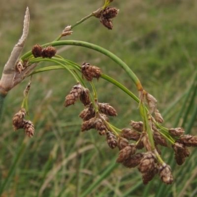 Schoenoplectus validus (River Club-rush) at Molonglo Valley, ACT - 24 Mar 2023 by pinnaCLE