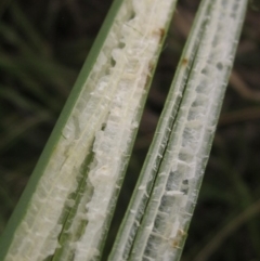 Schoenoplectus validus at Molonglo Valley, ACT - 24 Mar 2023