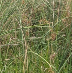 Schoenoplectus validus at Molonglo Valley, ACT - 24 Mar 2023