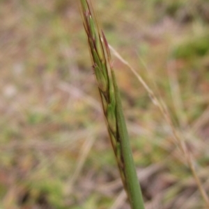 Bothriochloa macra at Molonglo Valley, ACT - 24 Mar 2023