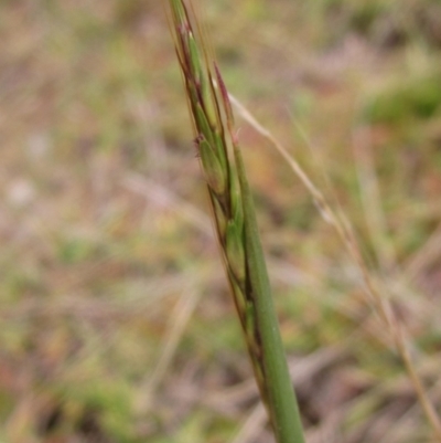 Bothriochloa macra (Red Grass, Red-leg Grass) at Molonglo Valley, ACT - 24 Mar 2023 by pinnaCLE