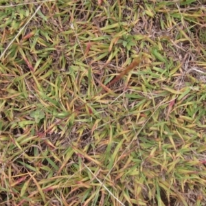 Bothriochloa macra at Molonglo Valley, ACT - 24 Mar 2023