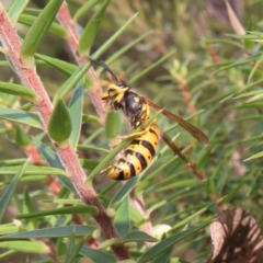 Vespula germanica (German Yellowjacket Wasp (also known as European Wasp)) at Paddys River, ACT - 6 May 2023 by MatthewFrawley