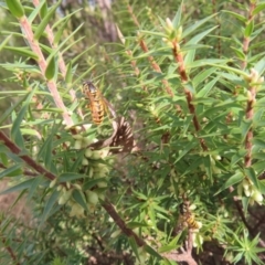 Melichrus urceolatus (Urn Heath) at Bullen Range - 6 May 2023 by MatthewFrawley