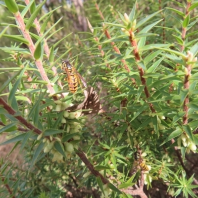 Melichrus urceolatus (Urn Heath) at Paddys River, ACT - 6 May 2023 by MatthewFrawley