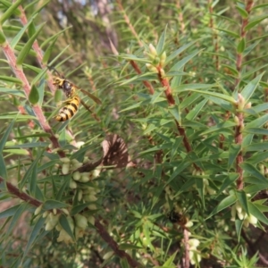 Melichrus urceolatus at Paddys River, ACT - 6 May 2023 02:54 PM