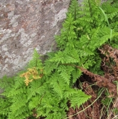 Cheilanthes austrotenuifolia (Rock Fern) at Molonglo Valley, ACT - 24 Mar 2023 by pinnaCLE