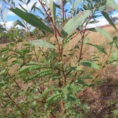 Acacia rubida (Red-stemmed Wattle, Red-leaved Wattle) at Bullen Range - 6 May 2023 by MatthewFrawley