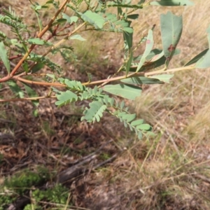 Acacia rubida at Paddys River, ACT - 6 May 2023 02:56 PM